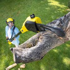 Lawn Maintenance Plans in Burbank, IL